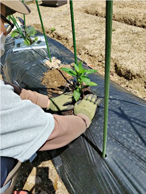 夏野菜