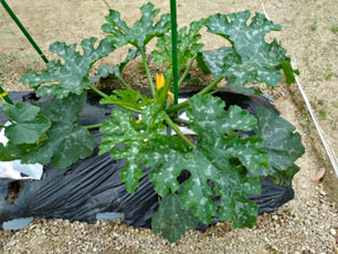 夏野菜