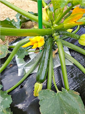 夏野菜
