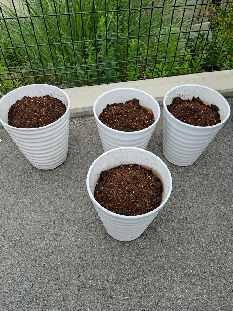 お花を植えました