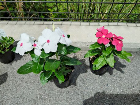 植え替え