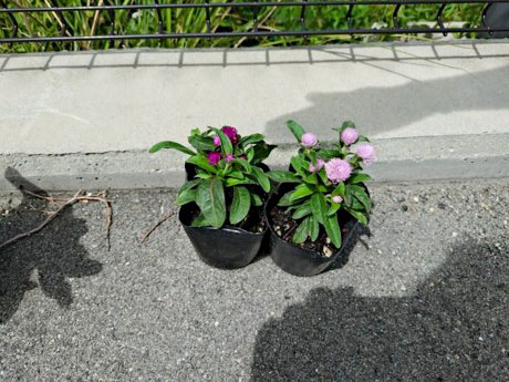 植え替え