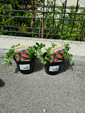 植え替え